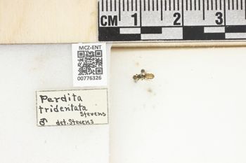 Media type: image;   Entomology 776326 Aspect: Labels